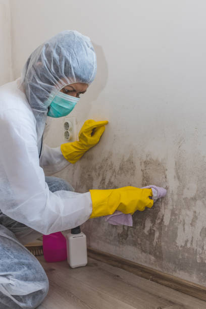 Best Comprehensive Air Testing for Mold Contaminants  in Pasadena, MD