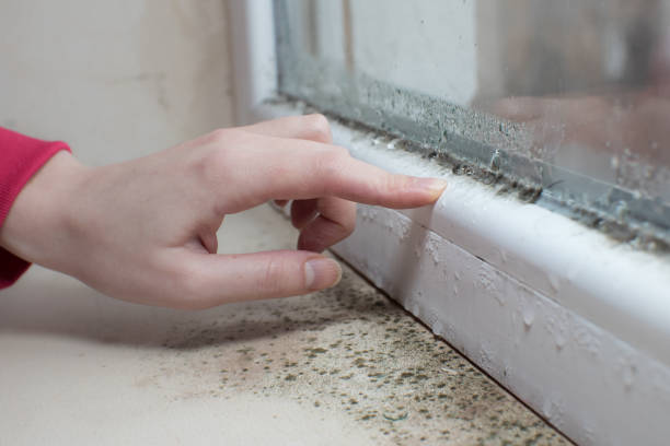 Best Emergency Mold Remediation  in Pasadena, MD